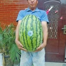 热门大瓜每日大赛,揭秘娱乐圈风云变幻，大赛精彩瞬间回顾